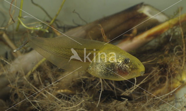 Knoflookpad (Pelobates fuscus)