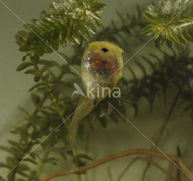 Knoflookpad (Pelobates fuscus)