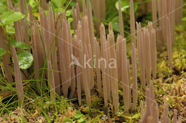 Knotszwam (Clavaria purpurea)