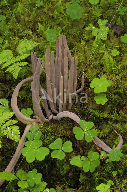 Knotszwam (Clavaria purpurea)