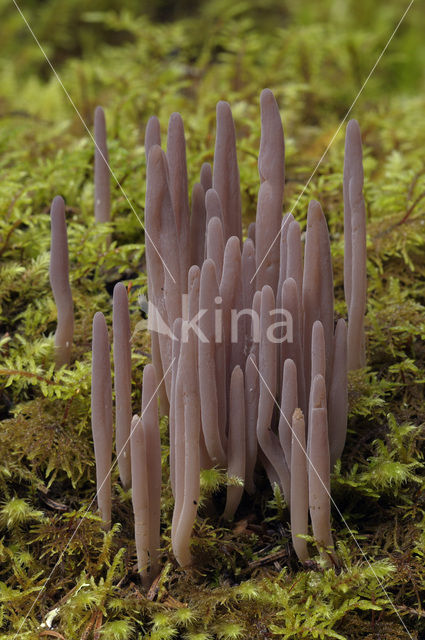 Knotszwam (Clavaria purpurea)