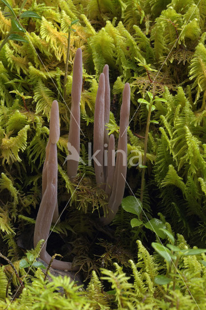 Knotszwam (Clavaria purpurea)