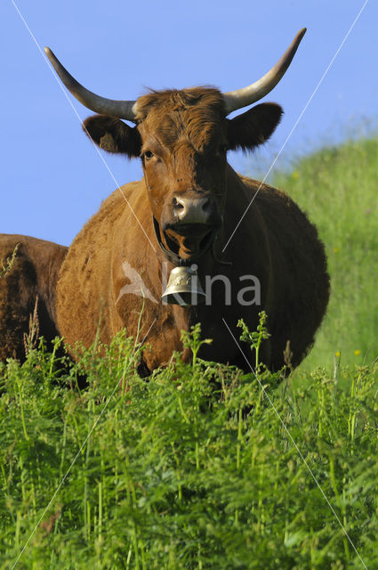 Cow (Bos domesticus)