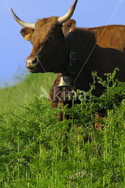 Koe (Bos domesticus)