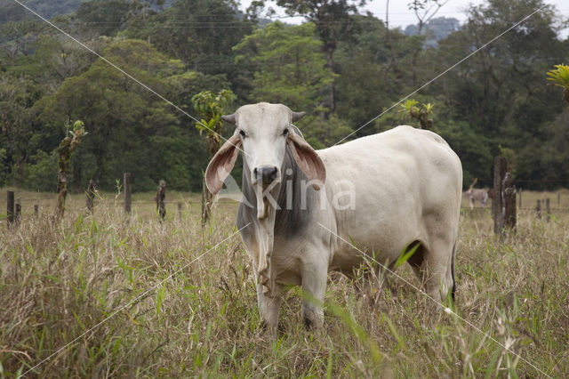 Koe (Bos domesticus)