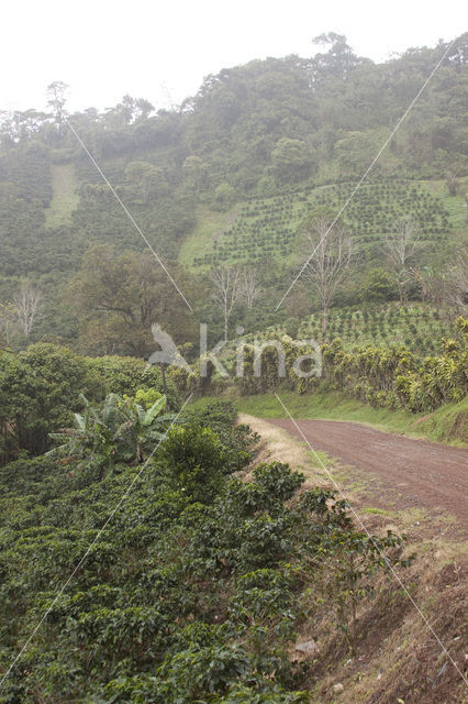 Koffie (Coffea arabica)