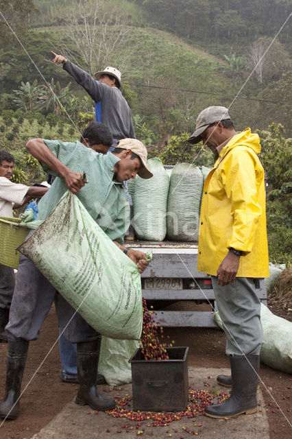 Arabian coffee (Coffea arabica)