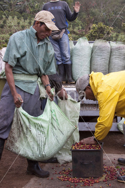 Koffie (Coffea arabica)