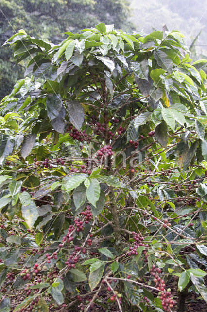 Arabian coffee (Coffea arabica)
