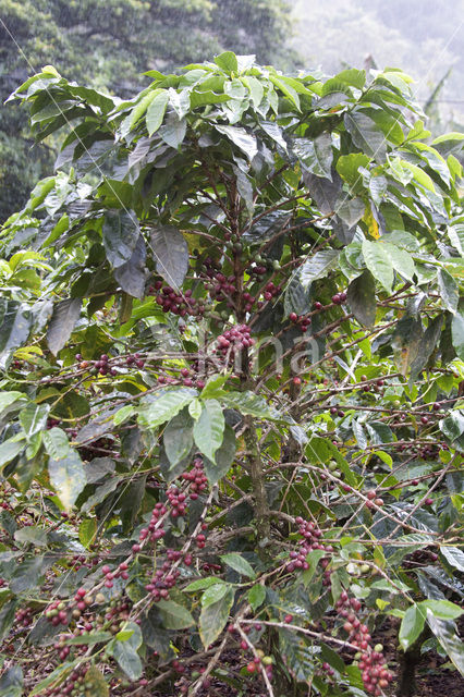 Koffie (Coffea arabica)