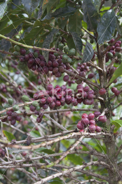 Koffie (Coffea arabica)