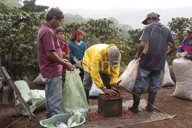 Koffie (Coffea arabica)