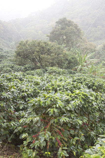 Koffie (Coffea arabica)