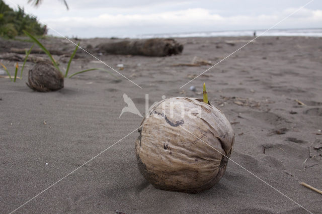 Coconut Palm (Cocos nucifera)