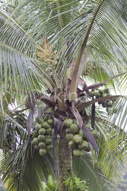 Coconut Palm (Cocos nucifera)