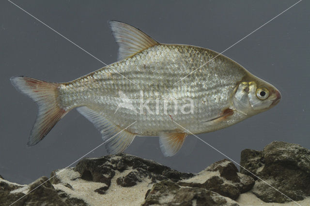 Silver Bream (Blicca bjoerkna)