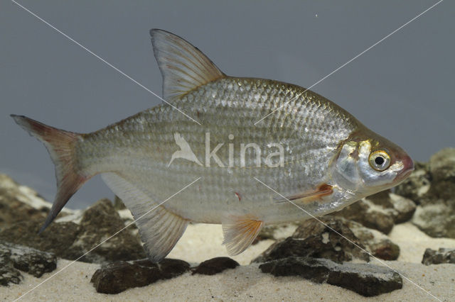 Silver Bream (Blicca bjoerkna)