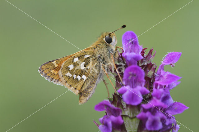 Kommavlinder (Hesperia comma)