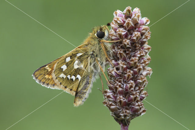 Silver-spotted Skipper (Hesperia comma)