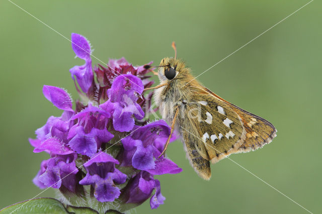 Kommavlinder (Hesperia comma)