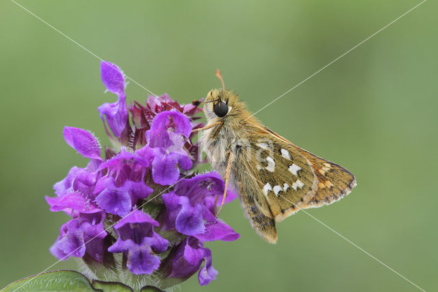 Silver-spotted Skipper (Hesperia comma)