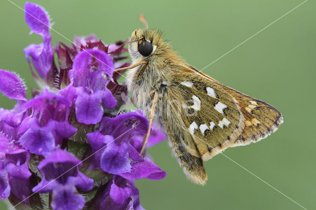 Silver-spotted Skipper (Hesperia comma)