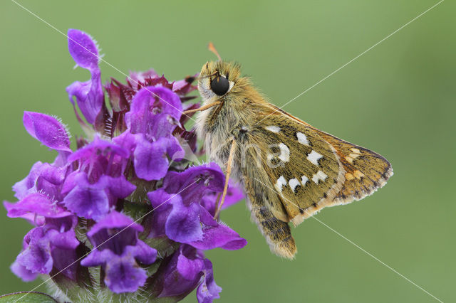 Silver-spotted Skipper (Hesperia comma)