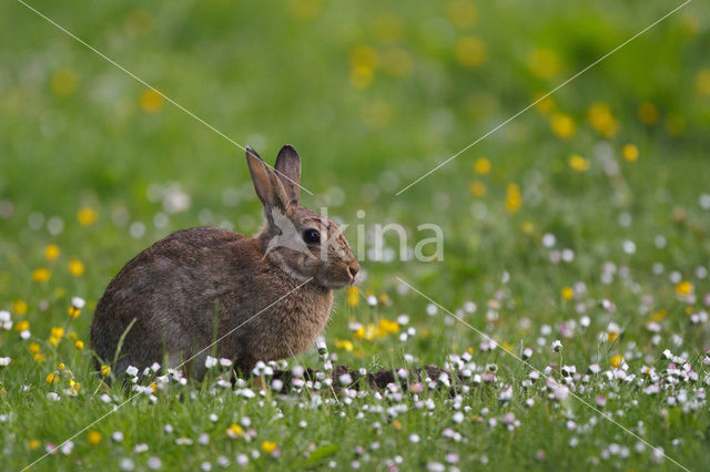 Rabbit (Oryctolagus cuniculus)