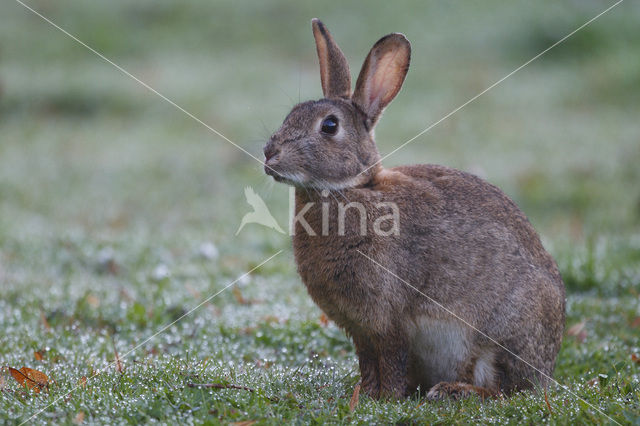 Rabbit (Oryctolagus cuniculus)