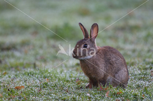 Rabbit (Oryctolagus cuniculus)