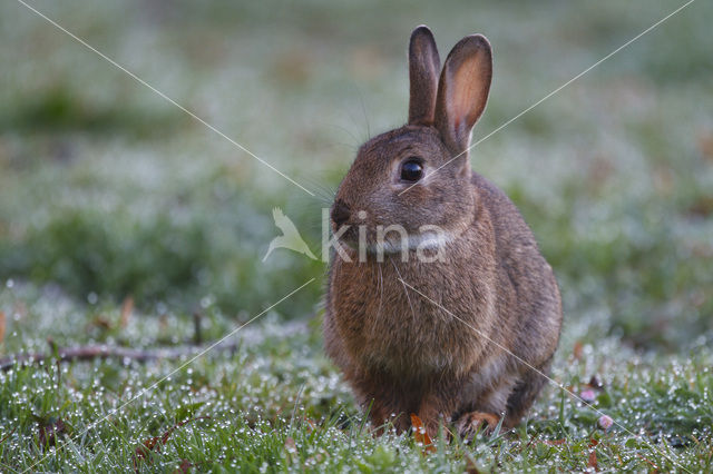 Rabbit (Oryctolagus cuniculus)