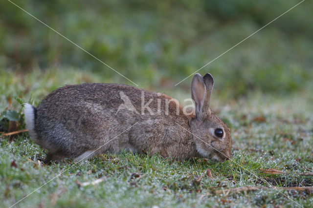 Konijn (Oryctolagus cuniculus)