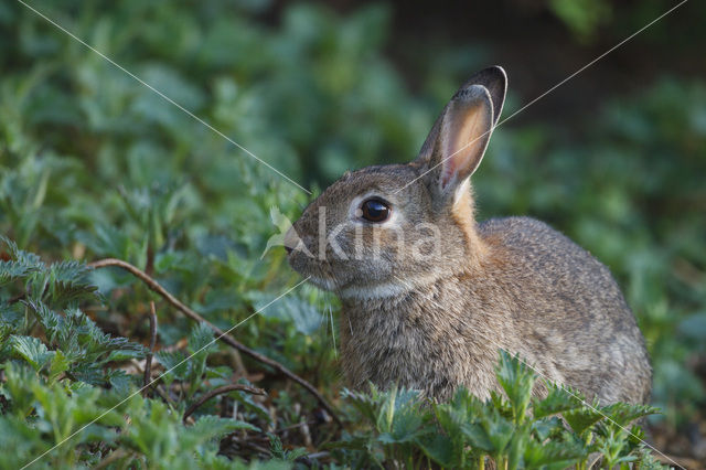 Konijn (Oryctolagus cuniculus)