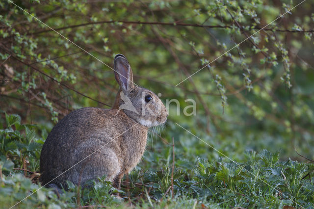 Rabbit (Oryctolagus cuniculus)