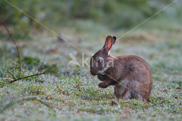 Rabbit (Oryctolagus cuniculus)