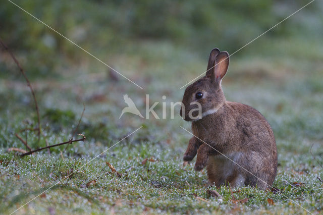 Konijn (Oryctolagus cuniculus)