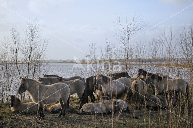 Konik horse (Equus spp)