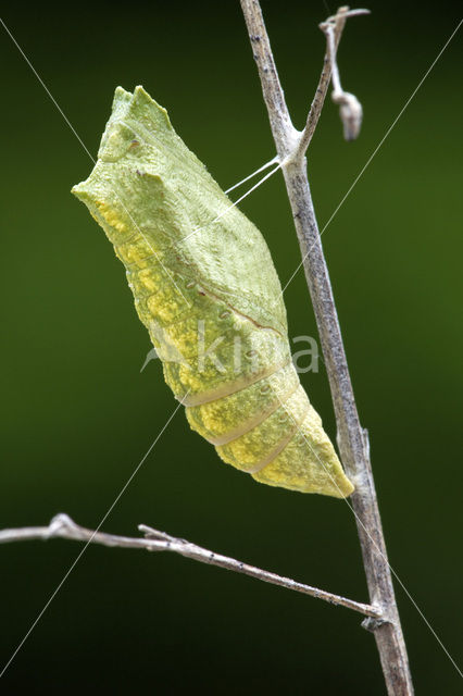 Swallowtail (Papilio machaon)