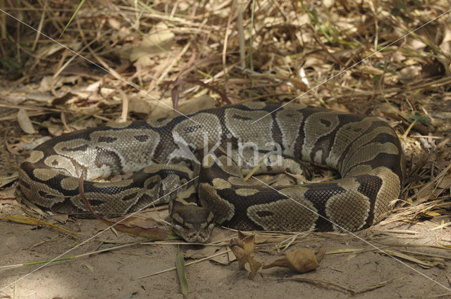 Koningspython (Python regius)