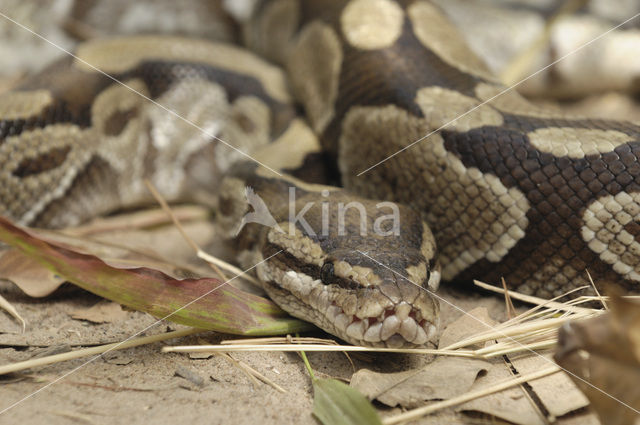 Koningspython (Python regius)