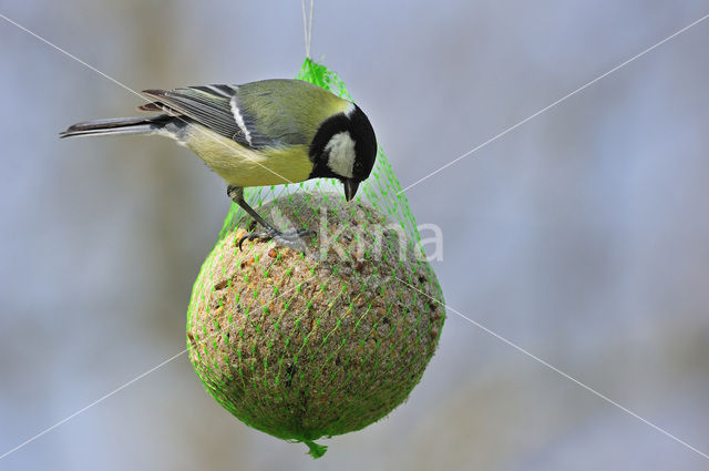 Great Tit (Parus major)