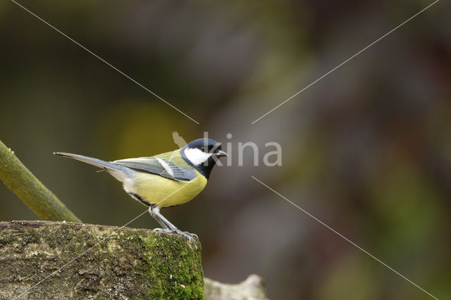 Koolmees (Parus major)