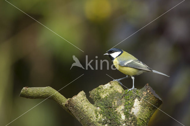 Great Tit (Parus major)