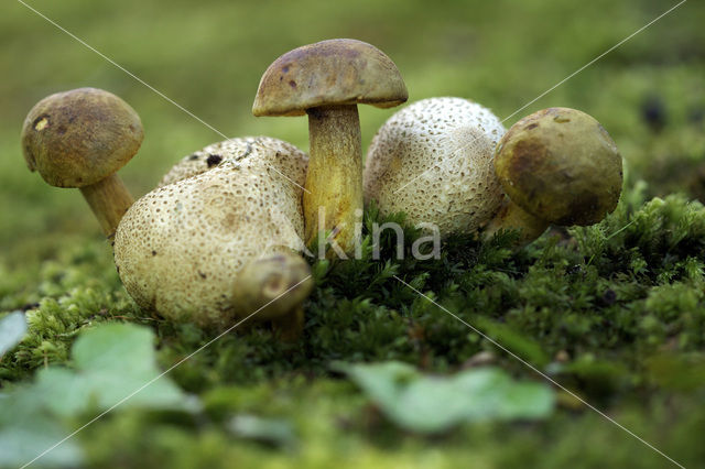 Kostgangerboleet (Boletus parasiticus)