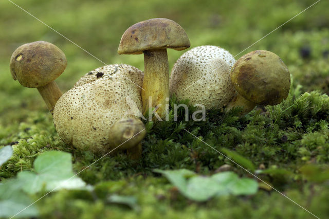 Parasitic Bolete (Boletus parasiticus)