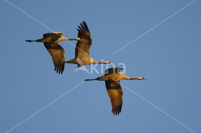 Kraanvogel (Grus grus)