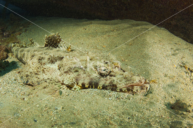 Crocodilefish (Cymbacephalus beauforti)