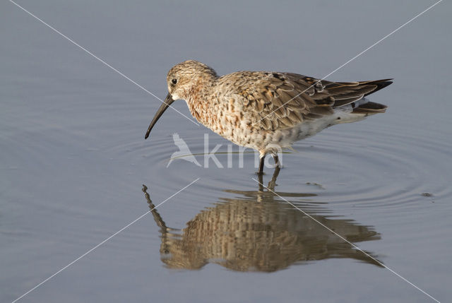 Krombekstrandloper (Calidris ferruginea)