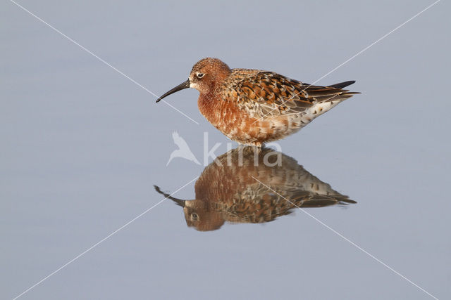 Krombekstrandloper (Calidris ferruginea)