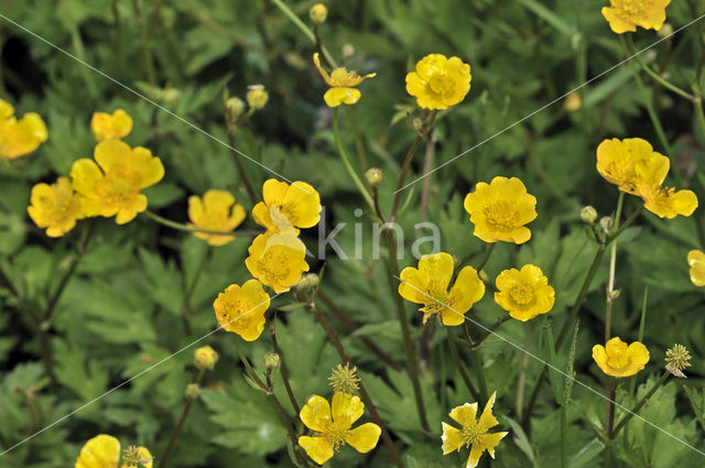 Kruipende boterbloem (Ranunculus repens)